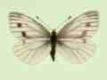 Pieris napi female (aberrant form nov) (Internet Image property of respective owner, non-commercial use only)